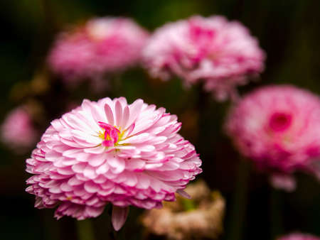 Close-up photography of some pink china star flowers, captured at a garden near the town of Villa de Leyva in central Colombia.の写真素材