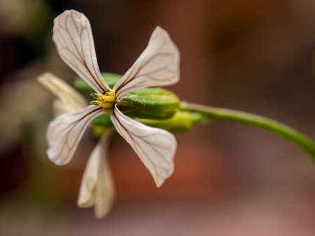 Macro photography of a white radish flower, captured at a farm near the town of Villa de Leyva, in central Colombia.の写真素材