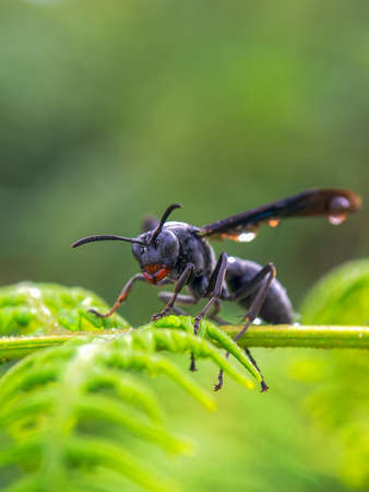 Macro photography of a black paper wasp with rain drops on it, resting on a fern frond, captured at a farm near the town of Villa de Leyva in central Colombia.の写真素材