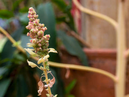 Macro photography of the tiny quinoa flowers, captured in a greenhouse near the town of Villa de Leyva, in central Colombia.の写真素材