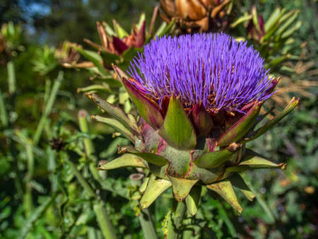 Close-up photography of an artichocke in bloom, captured in a farm near the town of Villa de Leyva in central Colombia.の写真素材