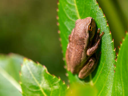 Macro photography of a tiny brown tree frog standing on leaf , captured in a garden near the town of Villa de Leyva in central Colombia.の写真素材