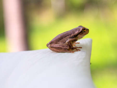 Lateral view macro photography of a tiny brown tree frog standing on a white calla lily flower, captured in a garden near the town of Villa de Leyva in central Colombia.の写真素材