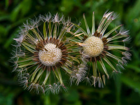 Macro photography of two wet dandelion seed heads, captured in a garden near the town of Villa de Leyva in central Colombia.の写真素材