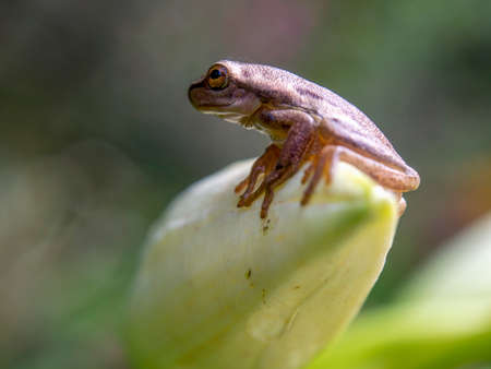 Macro photography of a tiny brown tree frog standing on a white lily bud, captured in a garden near the town of Villa de Leyva in central Colombia.の写真素材