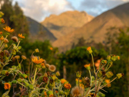 Close-up photography of the yellow flowers of the erato vulcanica tree against the Iguaque mountain at sunset. Captured in a garden near the town of Villa de Leyva in central Colombia.の写真素材