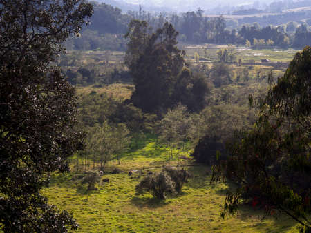 Landscape of the highlands of the central Andean mountains of Colombia with some cows grazing in a field near the town of Arcabuco in the department of Boyaca at sunset.の写真素材
