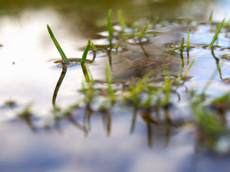 Macro photography of blades of grass in a rain puddle, captured in a farm near the town of Villa de Leyva in central Colombia.の写真素材