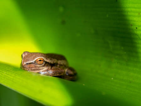 Macro photography of a tiny brown tree frog hidden on a lily leaf, captured in a garden near the town of Villa de Leyva in central Colombia.の写真素材