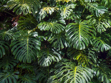 Close-up photography of the peculiar leaves of the Swiss cheese plant, captured in a garden in the...