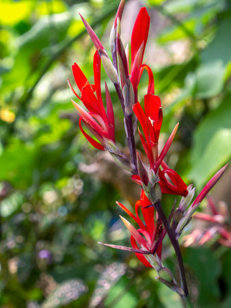 Close-up photography of the red flowers of the Indian shot plant, captured in a farm near the town of Chinavita in central Colombia.の写真素材