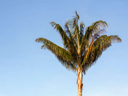 The leaves of a wax palm illuminated by the early morning sun against a clear blue sky near the colonial town of Villa de Leyva in central Colombia.の写真素材