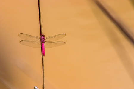 Close-up photography of  a neon skimmer dragonfly laying on a straw over a pond near the town of Barichara in the eastern Andes range of central Colombia.の写真素材