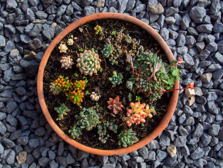 Variety of mini succulent plants on a clay pot, captured in a garden near the colonial town of Villa...