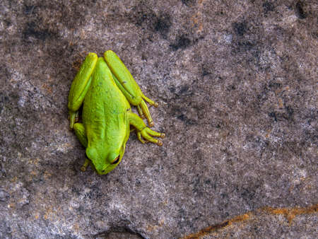 Macro photography from the top of a green dotted tree frog resting on a rock, near the colonial town...