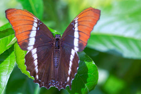 Macro photography of a rusty tripped page butterfly sitting on a leaf in a park in the city of Cali in the southwest Andean mountains of Colombia.の写真素材