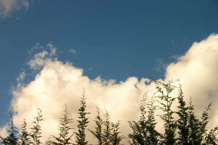 Cumulus clouds and a blue sky behind some pine tree tops, captured in a forest near the colonial town of Villa de Leyva in the eastern Andean range of central Colombia.の写真素材