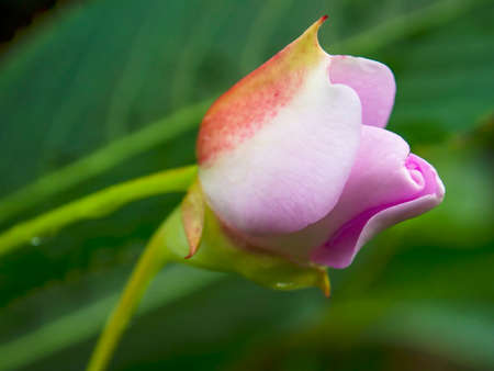 Macro photography of a pink and yellow rose bud captured in a garden near the colonial town of Villa de Leyva in the central Andean mountains of Colombia.の写真素材
