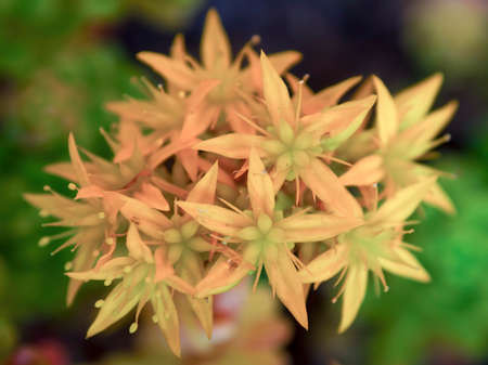 Macro photography of a sedum palmeri flowers bouquet, captured at a garden near the colonial town of Villa de Leyva in central Colombia.の写真素材