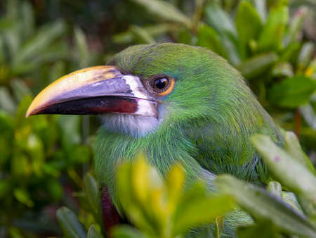 Macro photography of a young white-throated toucanet perched in a tree, captured in a forest near the colonial town of Villa de Leyva in central Colombia.の写真素材