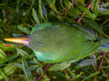 Close-up photography from the top of a young white-throated toucanet perched in a tree, captured in...