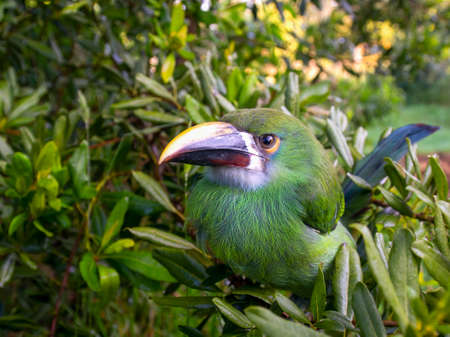 Wide angle photography of a young white-throated toucanet perched in a tree, captured in a forest near the colonial town of Villa de Leyva in central Colombia.の写真素材