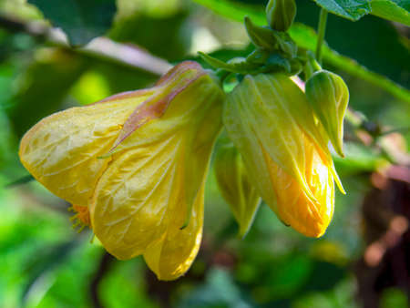 Macro photography of a yellow abutilon flower and a bud, captured at a garden near the colonial town of Villa de Leyva in central Colombia.の写真素材