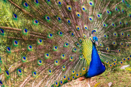 Wide angle photography of an Indian peafowl in full dispaly, captured in a park in the city of Cali in the southwest Andean mountains of Colombia.の写真素材