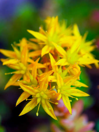 Macro photography of a sedum palmeri flowers bouquet, captured at a garden near the colonial town of Villa de Leyva in central Colombia.の写真素材
