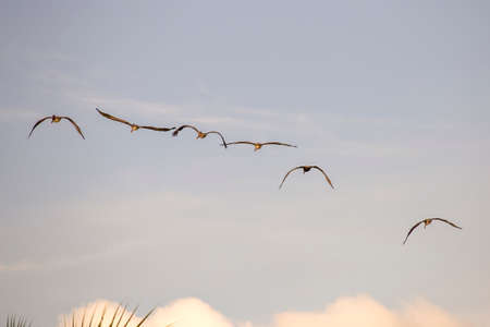 Six pelicans gliding over a beach near the city of Cartagena in central Colombia.