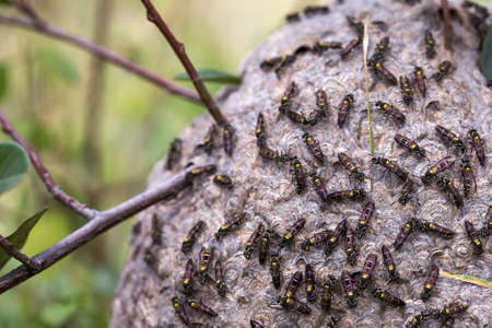 Close-up photography of a swarm of tiny polybia wasps on their big nest, captured in a garden near...