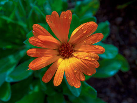 Macro photography of a marigold in the sunrise wuith some drops of dew on it. Captured at the central Andean mountains of Colombia, near the town of Arcbuco.の写真素材