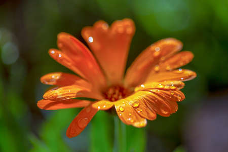 Macro photography of a marigold in the sunrise wuith some drops of dew on it. Captured at the central Andean mountains of Colombia, near the town of Arcbuco.の写真素材