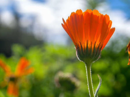 Macro photography of a marigold bud against the afternoon sky, captured at the central Andean mountains of Colombia near the town of Arcabuco.の写真素材