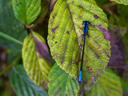 Macro photography of a blue-tailed damselfly sitting on an alder leaf, captured in a forest near the town of Arcabuco in central Colombia.の写真素材