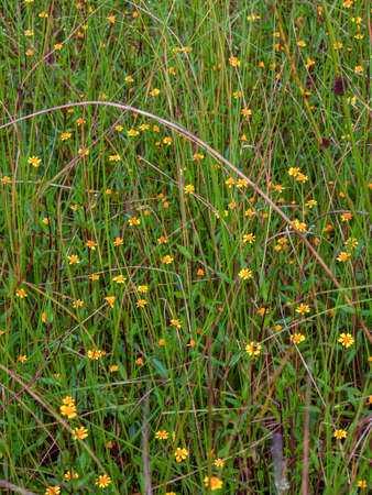 View of a field of tiny yellow creeping spot flowers in a wetland near the town of Arcabuco in central Colombia.の写真素材