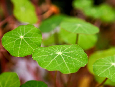 Macro photography of the nasturtium leaves, captured in a garden near the colonial town of Villa de Leyva in central Colombia.の写真素材