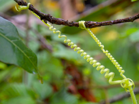 Macro photography of curling tendrils grasping a branch, captured in a farm near the colonial town...
