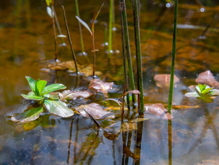 Close-up view of some plants in a puddle at the edge of a road near the town of Arcabuco in central...