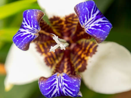 Macro photography of an exotic walking iris flower, captured at a garden near the colonial town of...