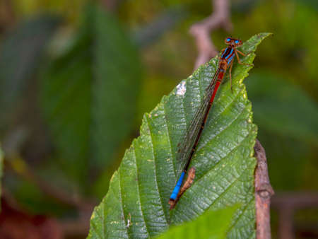 Macro photography of a female blue-tailed damselfly sitting on an alder leaf, captured in a forest near the town of Arcabuco in central Colombia.の写真素材