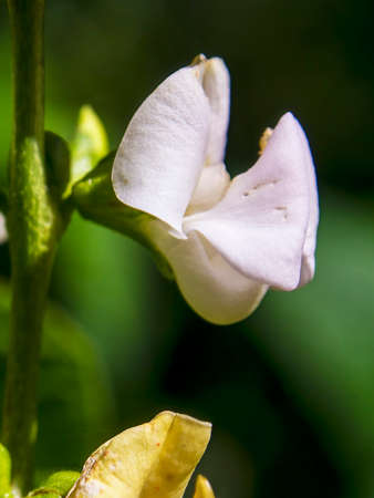 Macro photography of a bean white flower, captured in a farm near the colonial town of Villa de Leyva in central Colombia.の写真素材