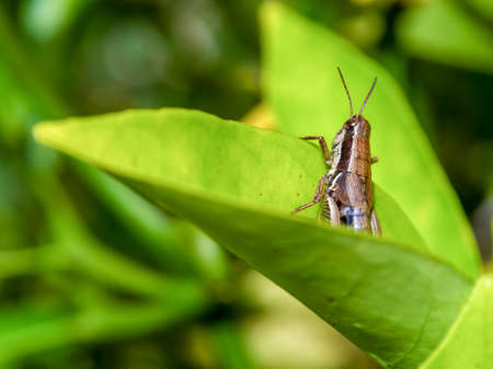 Macro photography of a brown grasshopper on a leaf, captured in a forest near the colonial town of Villa de Leyva, in central Colombia.の写真素材