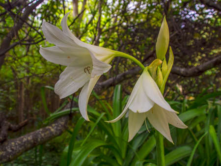 Close-up photography of a couple of white lilies and some buds, captured in a garden near the colonial town of Villa de Leyva in central Colombia.の写真素材