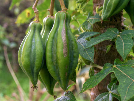 Close-up photography of three unripe mountain papaya fruits hanging from the tree, captured in a...