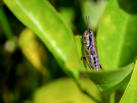 Macro photography of a brown grasshopper on a leaf, captured in a forest near the colonial town of Villa de Leyva, in central Colombia.の写真素材