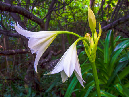 Close-up photography of a couple of white lilies and some buds, captured in a garden near the colonial town of Villa de Leyva in central Colombia.の写真素材