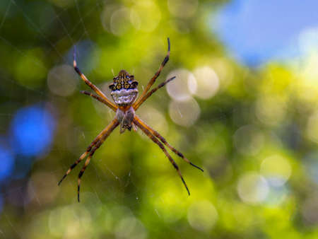 Macro photography of an adult silver argiope garden spider hanging from its web, captured in a garden near the colonial town of Villa de Leyva in central Colombia.の写真素材