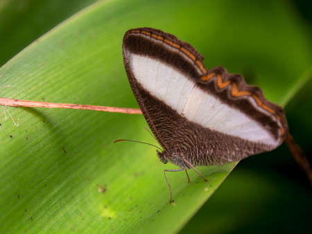 Macro photography of  a common oressinoma butterfly on a leaf, captured in a garden near the colonial town of Villa de Leyva, in central Colombia.の写真素材