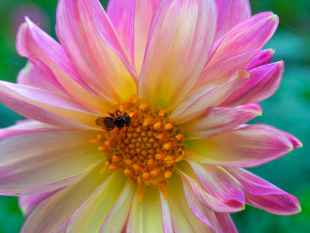 Macro photography of a Tetragonisca angustula black bee on a pink and yellow dahlia flower, captured in a garden near the colonial town of Villa de Leyva in central Colombia.の写真素材